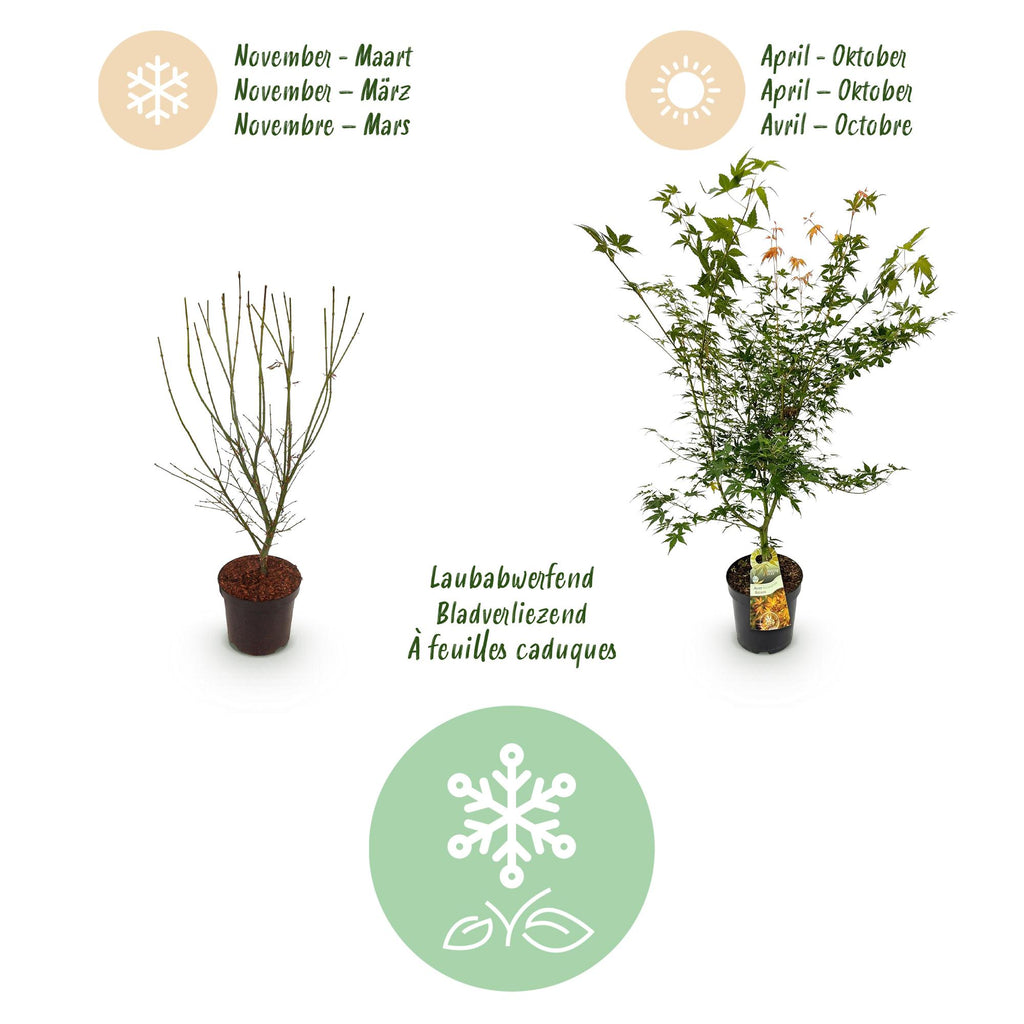 Green boutiQ - Plante de jardin - Acer palmatum Katsura - Érable japonais - Caduc - Vert - 1 - Pot 26cm - Hauteur 90cm