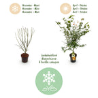 Green boutiQ - Plante de jardin - Acer palmatum Katsura - Érable japonais - Caduc - Vert - 1 - Pot 26cm - Hauteur 90cm