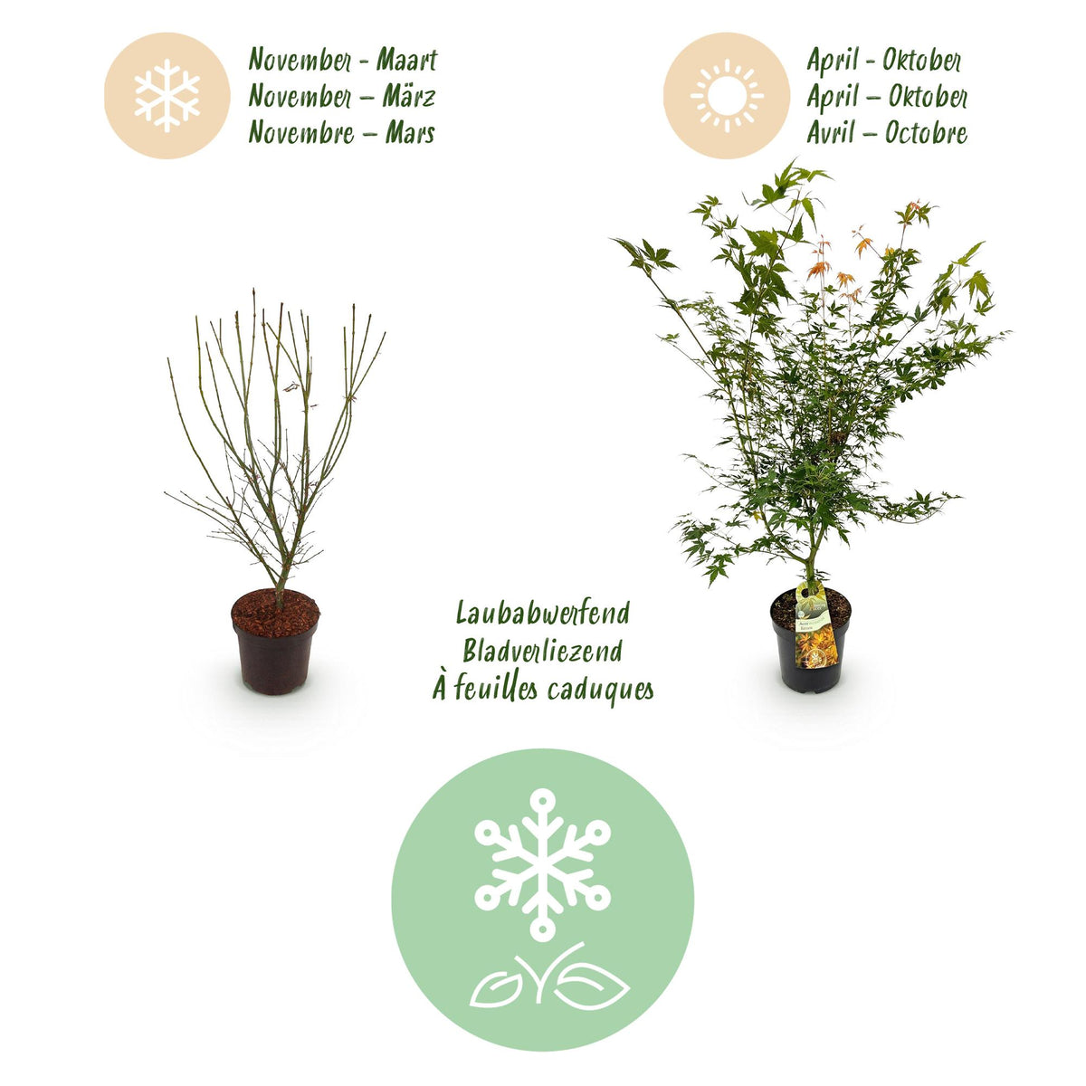 Green boutiQ - Plante de jardin - Acer palmatum Katsura - Érable japonais - Caduc - Vert - 1 - Pot 26cm - Hauteur 90cm