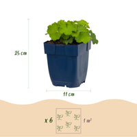 Green boutiQ - Vasteplant - Alchemilla mollis - Vrouwenmantel - Bodembedekkend - Geel - 12 Planten - Pot 11cm - Hoogte 15-25cm