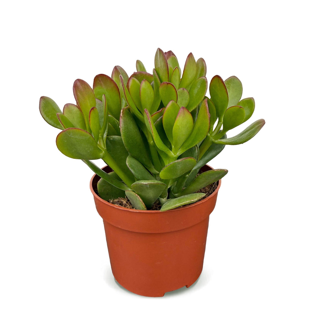 Crassula Ovata - Jade plant - Green - Succulent/cactus - Ø12cm - ↕16cm