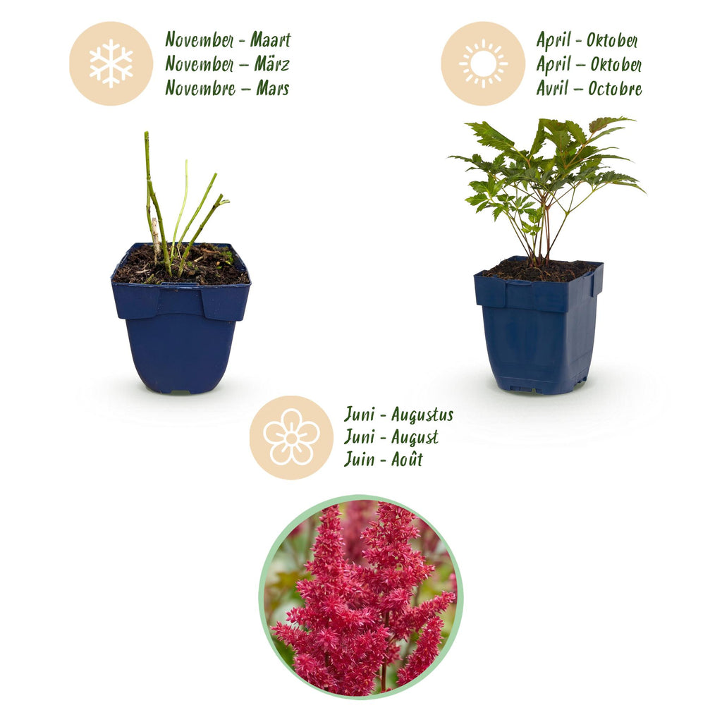 Green boutiQ - Stauden - Astilbe (A) Fanal - Prachtspiere - Schatten - Rot - 6 Pflanzen - Topf 11cm - Höhe 15-25cm