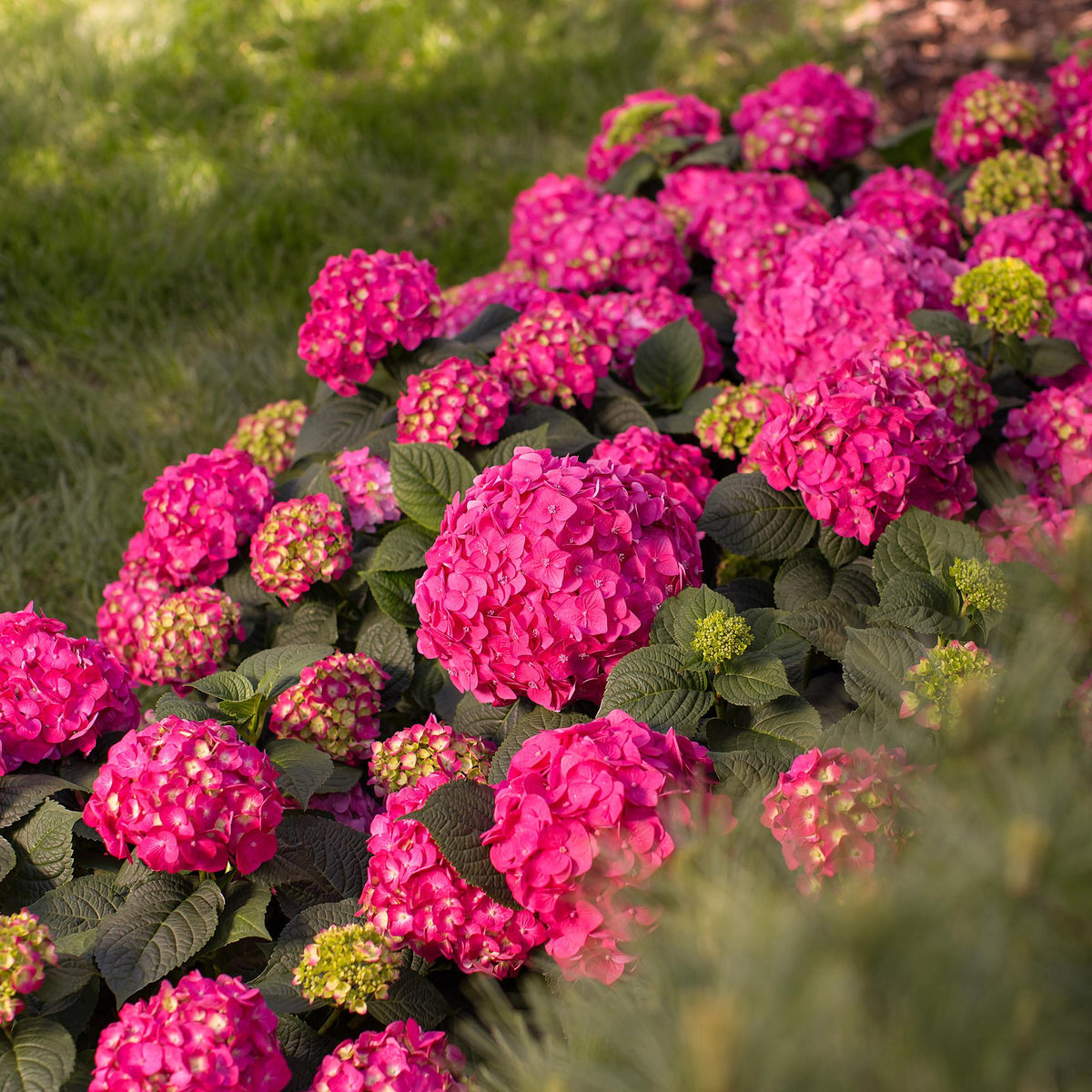 Green boutiQ - Plante de jardin - Hydrangea Endless Summer Summer Love Red - Hortensia - Rustique - Rouge - 2 plantes - Pot 14 cm - Hauteur 20-25 cm