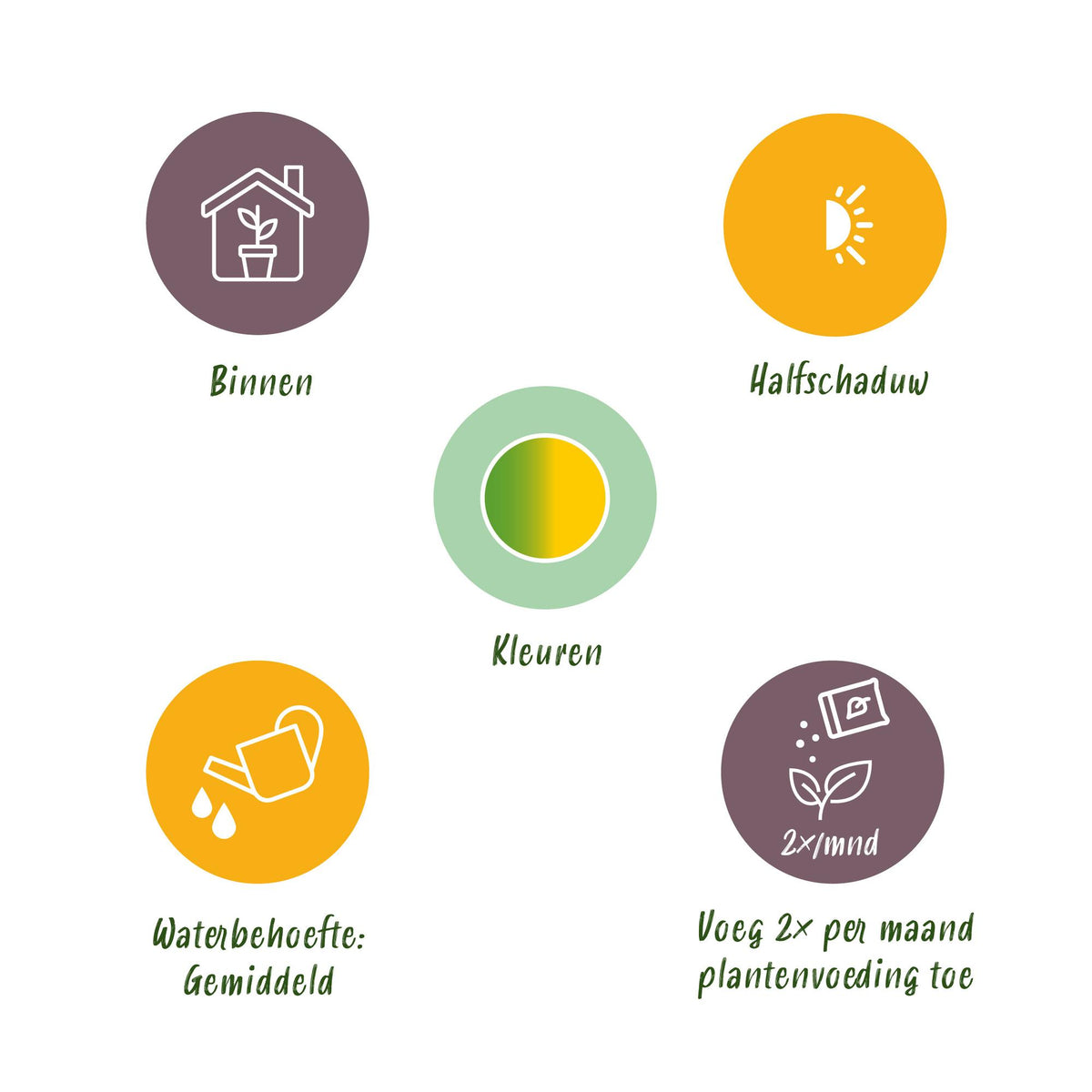 Green boutiQ - Green is… Plantes d'intérieur - Schefflera Gold Capelle - Arbre ombrelle - Peu d'entretien - avec panier - Vert - or - 1 Plante - Pot 21cm - Hauteur 70-81cm