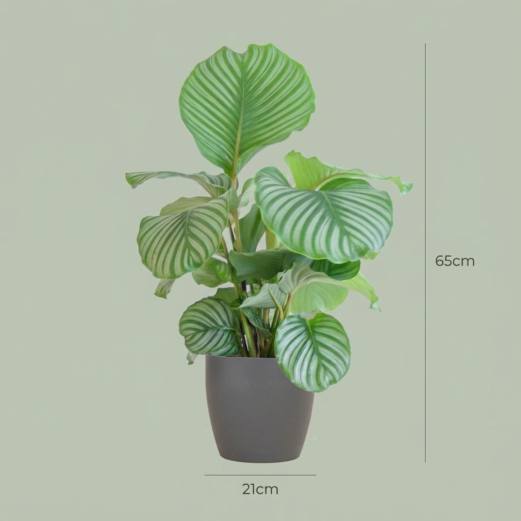 Green boutiQ - Zimmerpflanze - Korbmarante - Calathea Orbifolia - Grün - Pflegeleicht - 1 Pflanze - mit Topf Grau - Topf 21cm - Höhe 60 - 70cm