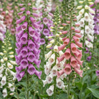 Green boutiQ - Stauden - Digitalis Tricolour - Fingerhut - Schatten - Rosa - Violett - Weiß - 6 Pflanzen - Topf 11cm - Höhe 15-25cm