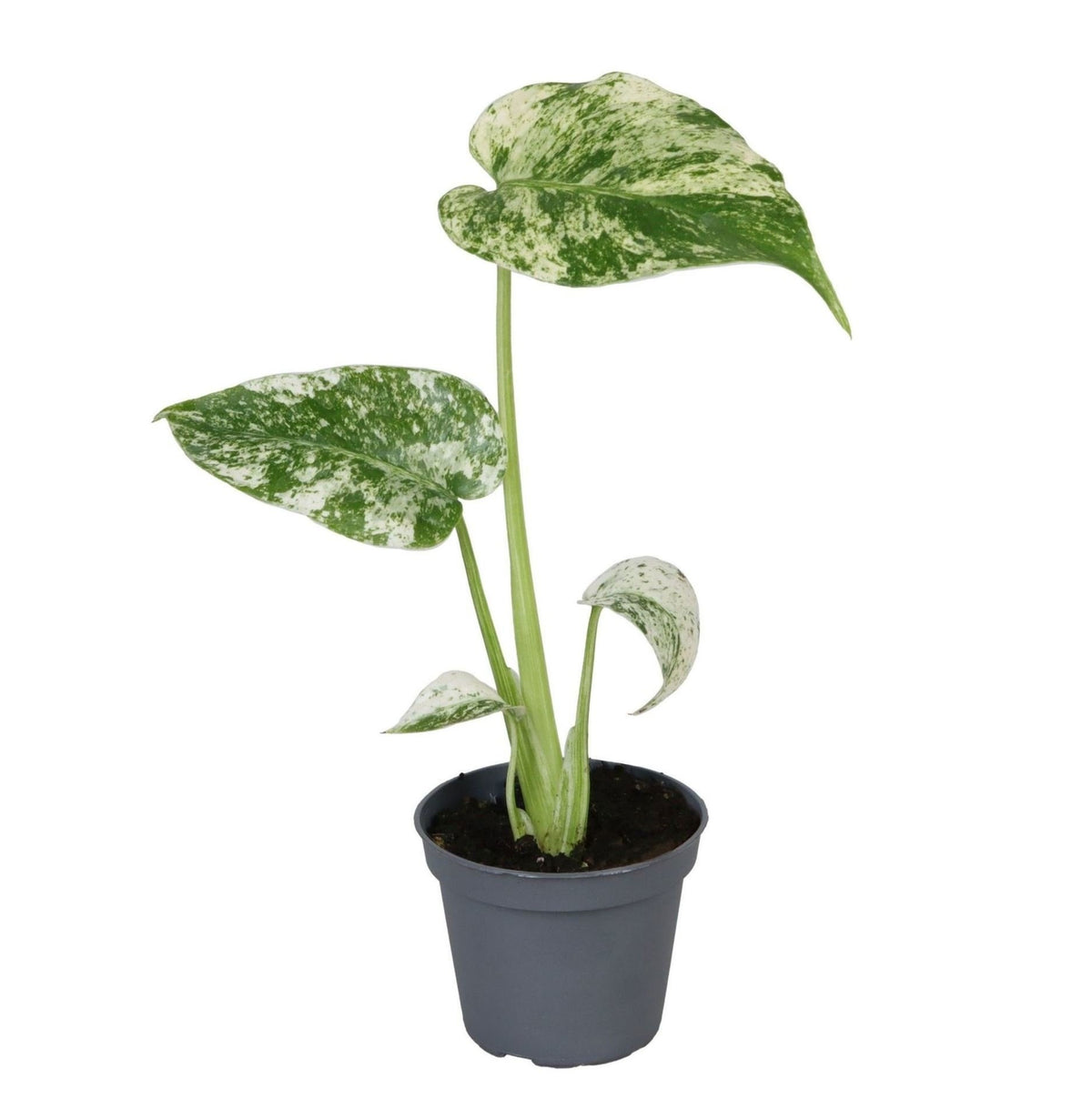 Monstera Deliciosa Mint Variegated - Mint Variegated Swiss Cheese Plant - Green - Variegata - Tropical - Ø6cm - ↕18cm