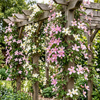 9x Clematis montana Tricolour - Clématite des montagnes - Blanc - Rose - Rose clair - Grimpante - Ø9cm - ↕35cm