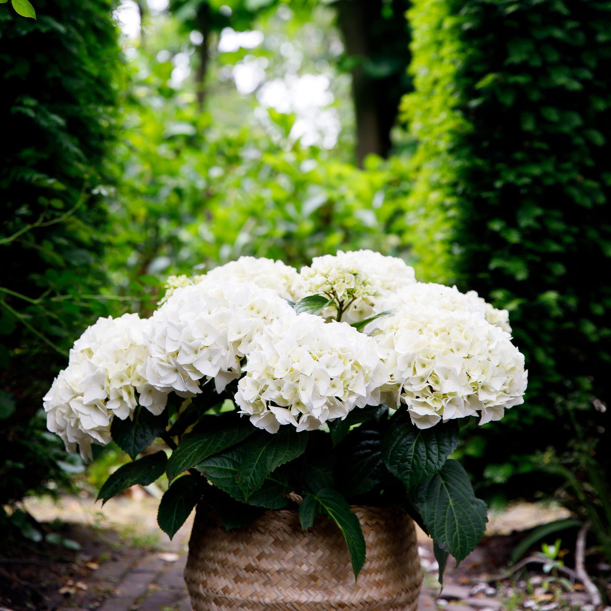Green boutiQ - Plante de terrasse - Hortensia - Hydrangea Forever & Ever - Blanc - 7-12 fleurs - 2 plantes - Pot 23 cm Hauteur 55 cm