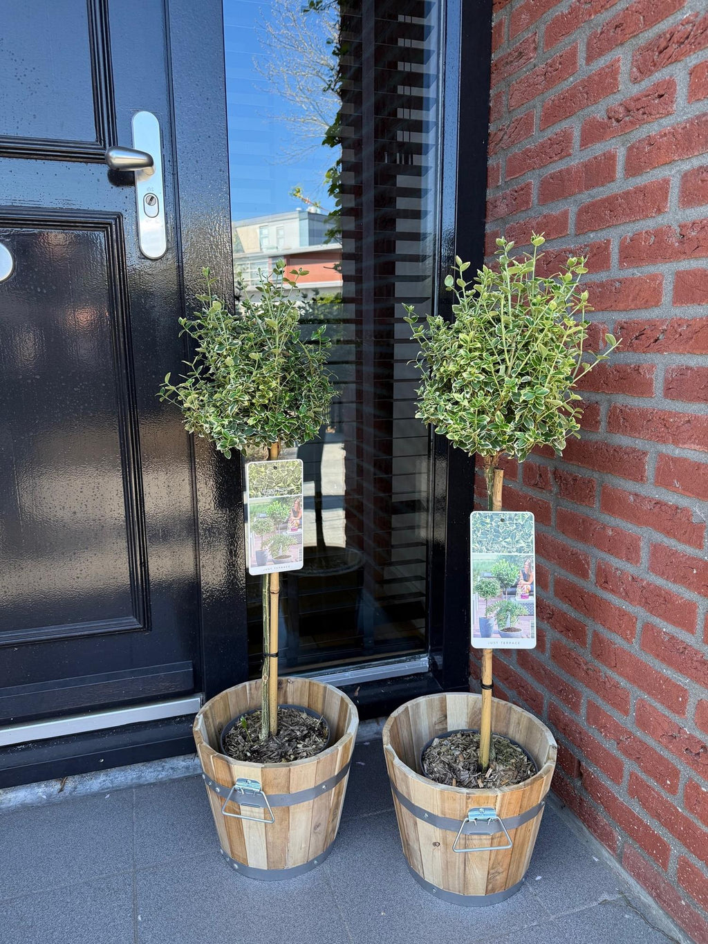 Green boutiQ - Plante sur tige - Euonymus fortunei Emerald Gaiety - Plante de terrasse - Persistant - Rustique - Feuillage vert-gris - Pot 19cm Hauteur 90cm