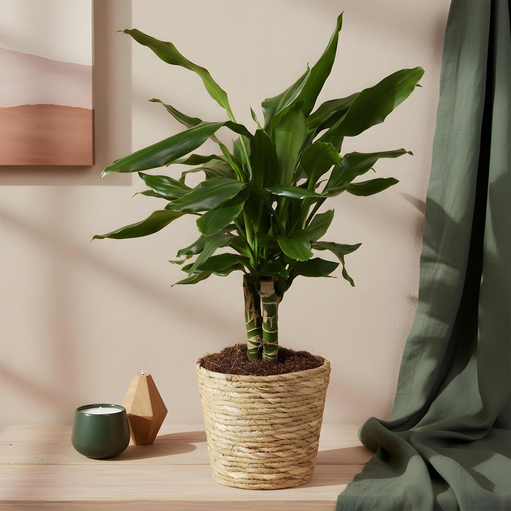 Green BoutiQ - Green is... Plantes d'intérieur - Dracaena fragrans Steudneri - Dragonnier - Peu d'entretien - avec panier - Vert - 2 Plantes - Pot 17cm - Hauteur 50-55cm