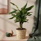 Green BoutiQ - Green is... Plantes d'intérieur - Dracaena fragrans Steudneri - Dragonnier - Peu d'entretien - avec panier - Vert - 2 Plantes - Pot 17cm - Hauteur 50-55cm