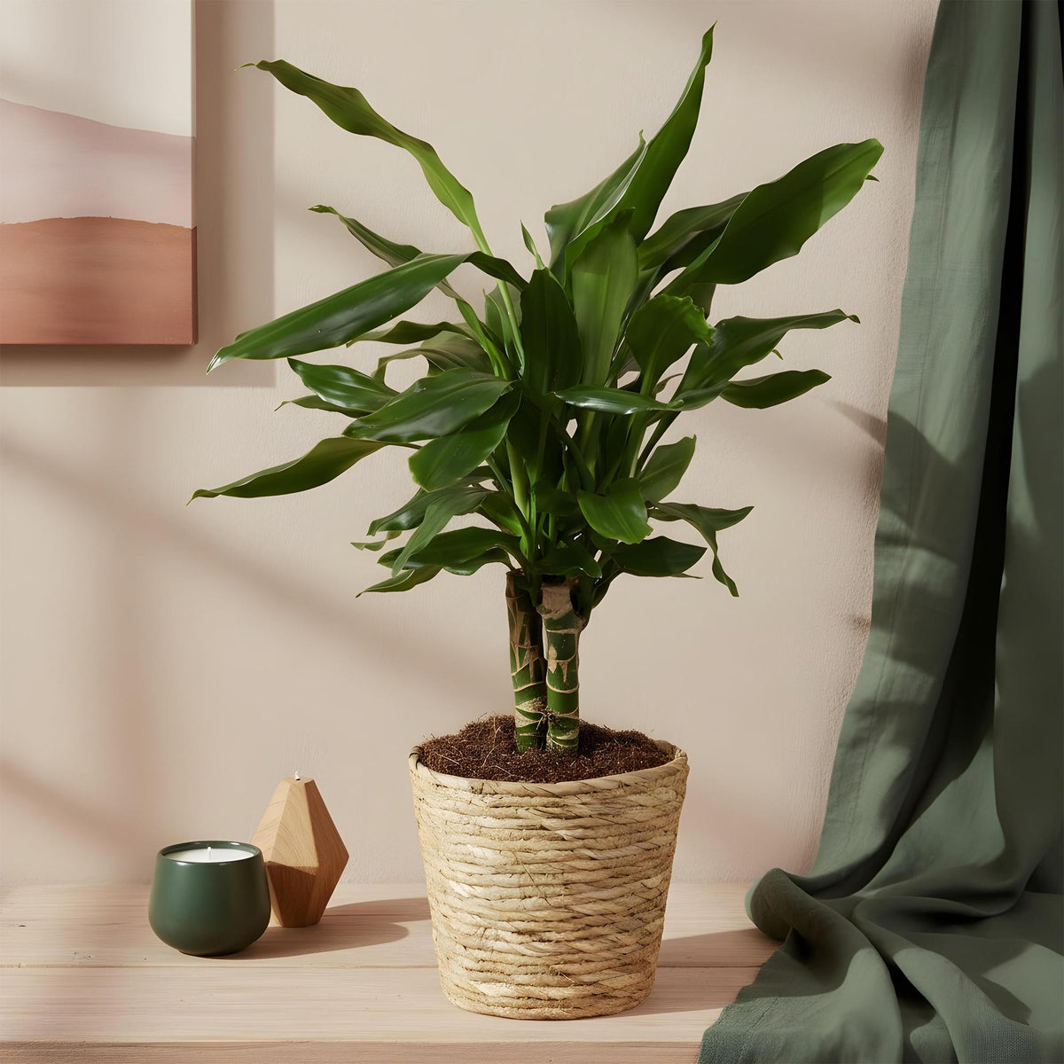 Green BoutiQ - Green is... Plantes d'intérieur - Dracaena fragrans Steudneri - Dragonnier - Peu d'entretien - avec panier - Vert - 2 Plantes - Pot 17cm - Hauteur 50-55cm