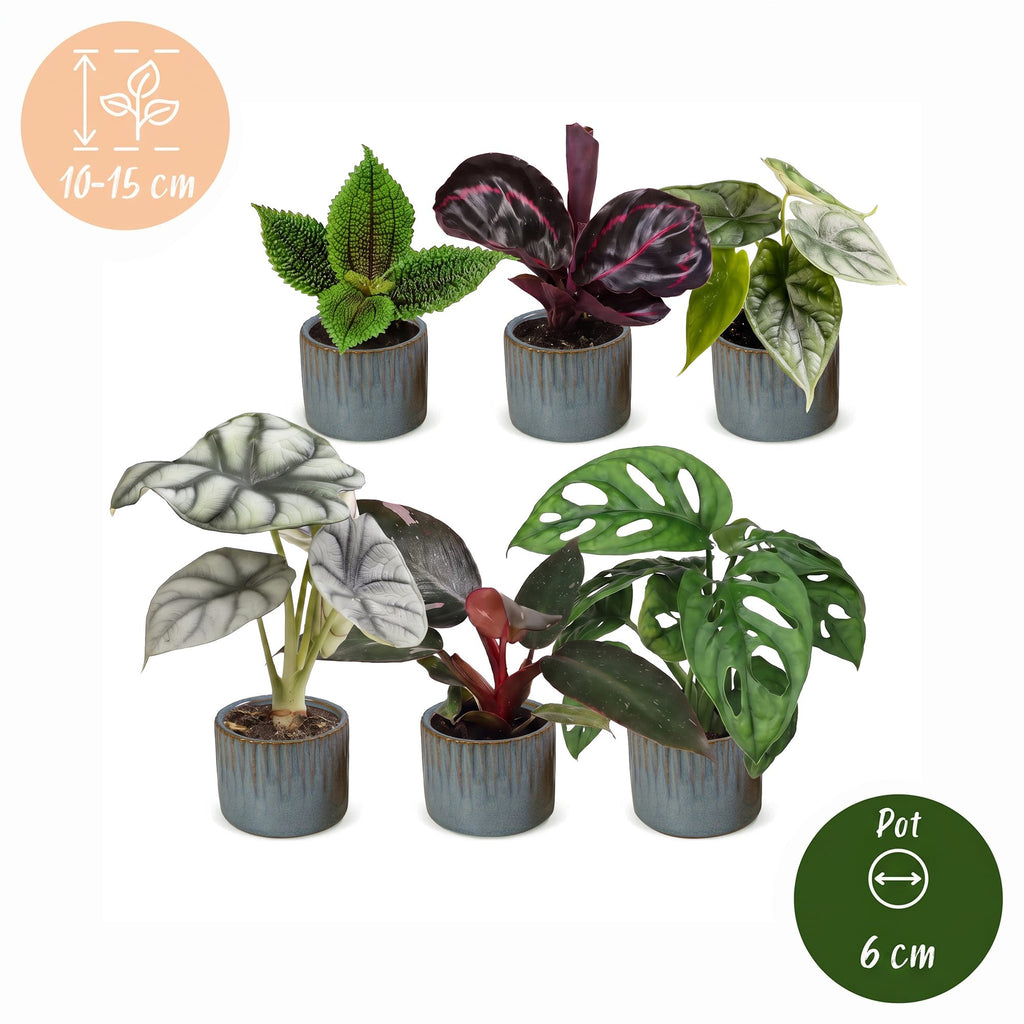 6x Baby Jungle Mix - Various colours - Tropical - incl. Linnea Misty Blue - Ø6cm - ↕10-15cm