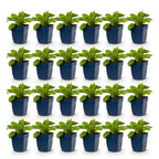 Green boutiQ - Stauden - Digitalis purp. Dalmatian Purple - Fingerhut - Schatten - Lila - 24 Pflanzen - Topf 11cm - Höhe 15-25cm