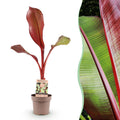 Green boutiQ - Plante fruitière - Musa ensete Maurelli - Bananier - Rustique - Rouge-Vert - 1 Plante - Pot 21cm - Hauteur 90cm
