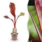 Green boutiQ - Plante fruitière - Musa ensete Maurelli - Bananier - Rustique - Rouge-Vert - 1 Plante - Pot 21cm - Hauteur 90cm