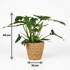 Green boutiQ - Plante d'intérieur - Philodendron - Philodendron Lacerum - Vert - Peu d'entretien - 1 plante - avec panier - Pot 19cm - Hauteur 65cm