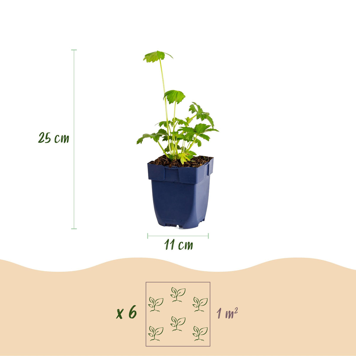 Green boutiQ - Plante vivace - Astrantia major - Grande astrance - Ombre - Blanc-Rose - 24 Plantes - Pot 11cm - Hauteur 15-25cm
