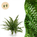 Green boutiQ - Zimmerpflanze - Nephrolepis exaltata Green Lady - Farn - Haustierfreundliche Pflanze - Grün - 4 Pflanzen - mit Übertopf Weiß - Topf 12cm - Höhe 25cm
