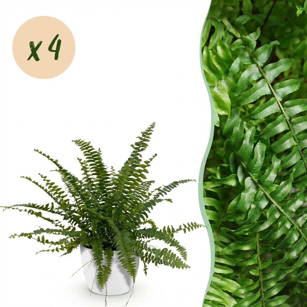 Green boutiQ - Plante d'intérieur - Nephrolepis exaltata Green Lady - Fougère - Plante adaptée aux animaux de compagnie - Vert - 4 plantes - avec pot blanc - Pot 12 cm - Hauteur 25 cm