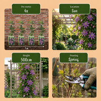 4x Passiflora Lavender Lady - Lavender Lady passionflower - Purple - Climber - Ø9cm - ↕35cm