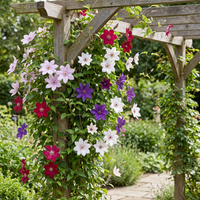12x Clematis Rainbow - Bosrank - Paars - Rood - Roze - Wit - Klimplant - Ø9cm - ↕35cm