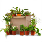 Green boutiQ - Plante d'intérieur - Box surprise verte - Entretien facile - 12 plantes - Pot 10,5 - 12 cm - Hauteur 15 - 45 cm