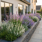 Green boutiQ - Stauden - Nepeta Tricolour - Katzenminze - Bienen- und Schmetterlingsmagnet - Lila - Rosa - Weiß - 12 Pflanzen - Topf 11cm - Höhe 15-25cm