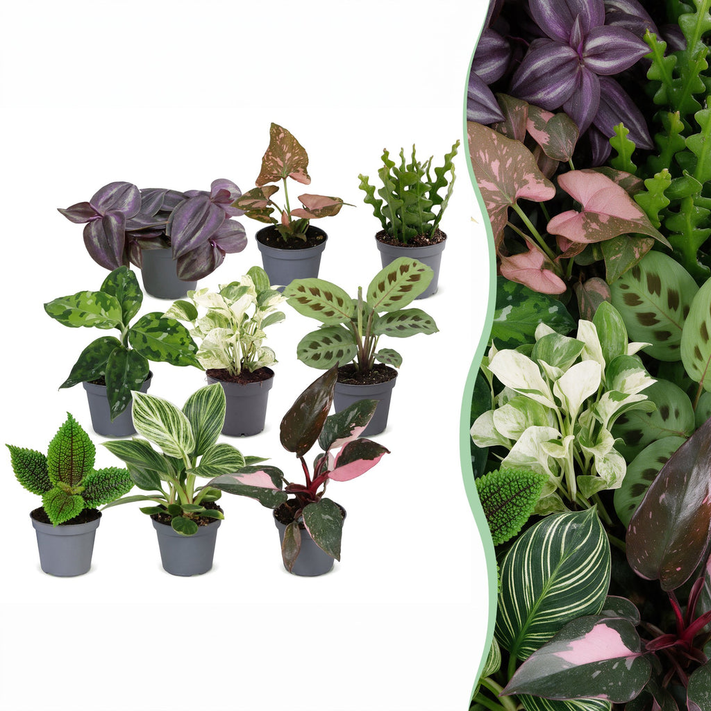9x Baby Plants Surprise Box - Baby Plants Surprise Box - Various colours - Tropical - Ø6cm - ↕5-15cm