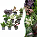 9x Baby Plants Surprise Box - Baby Plants Surprise Box - Various colours - Tropical - Ø6cm - ↕5-15cm