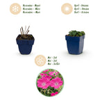 Green boutiQ - Stauden - Geranium sang. Max Frei - Storchschnabel - Bodendeckend - Rosa - 3 Pflanzen - Topf 11cm - Höhe 15-25cm