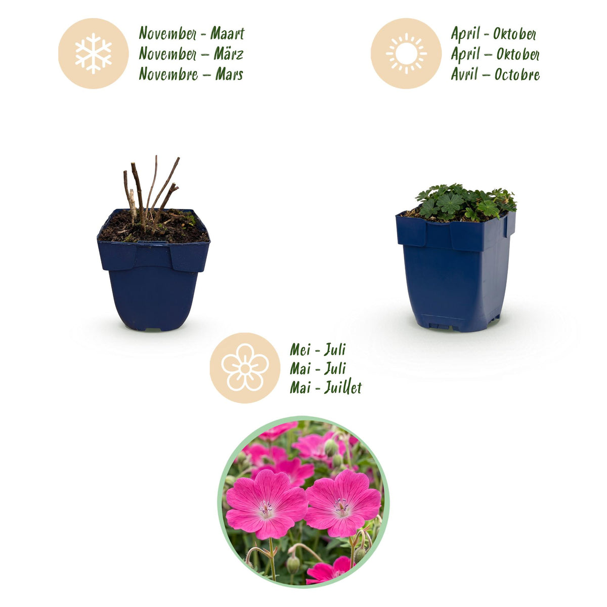 Green boutiQ - Stauden - Geranium sang. Max Frei - Storchschnabel - Bodendeckend - Rosa - 3 Pflanzen - Topf 11cm - Höhe 15-25cm