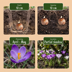 50x Mélange de bulbes à fleurs - Divers - Floraison estivale - Calibre 10/12