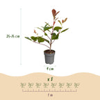 Green boutiQ - 24x Photinia fraseri Red Robin - Photinia - Plantes de haie - Persistant - Rouge - Pot 9cm - Hauteur 25-35cm