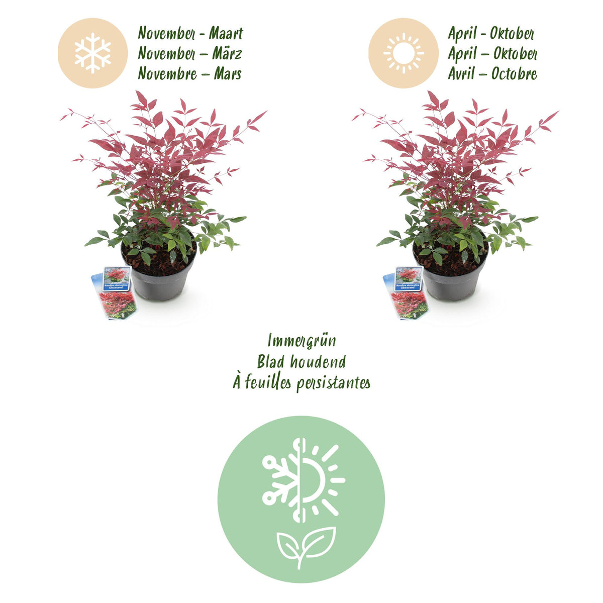 Green boutiQ - Gartenpflanze - Nandina Obsessed - Rot - 2 Pflanzen - Immergrün - Pflegeleicht - Topf 17cm Höhe 45cm