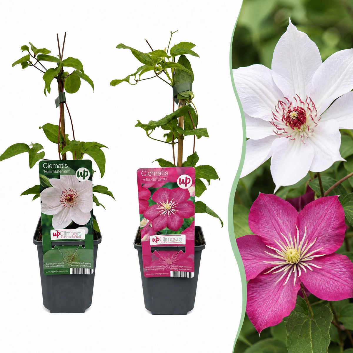 2x Clematis Duo Pink & White - Bosrank - Wit - Roze - Klimplant - Ø9cm - ↕35cm