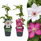 2x Clématite Duo Rose & Blanc - Clématite - Blanc - Rose - Plante grimpante - Ø9cm - ↕35cm