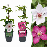 2x Clematis Duo Pink & White - Bosrank - Wit - Roze - Klimplant - Ø9cm - ↕35cm