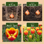 Green boutiQ - Bloembollen - Tulp Triumph mix - Diversen kleuren - 15 stuks - Bolmaat 11/12 - XXL Pack - foto 4