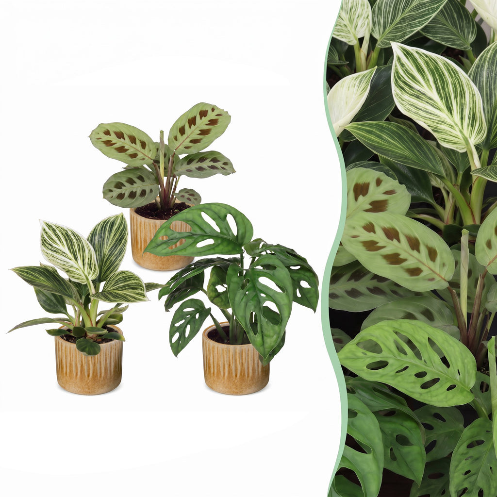 3x Baby Plants Surprise Box - Baby Plants Surprise Box - Various colours - Tropical - incl. Linnea Honey - Ø6cm - ↕5-15cm