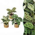 3x Baby Plants Surprise Box - Baby Plants Surprise Box - Various colours - Tropical - incl. Linnea Honey - Ø6cm - ↕5-15cm