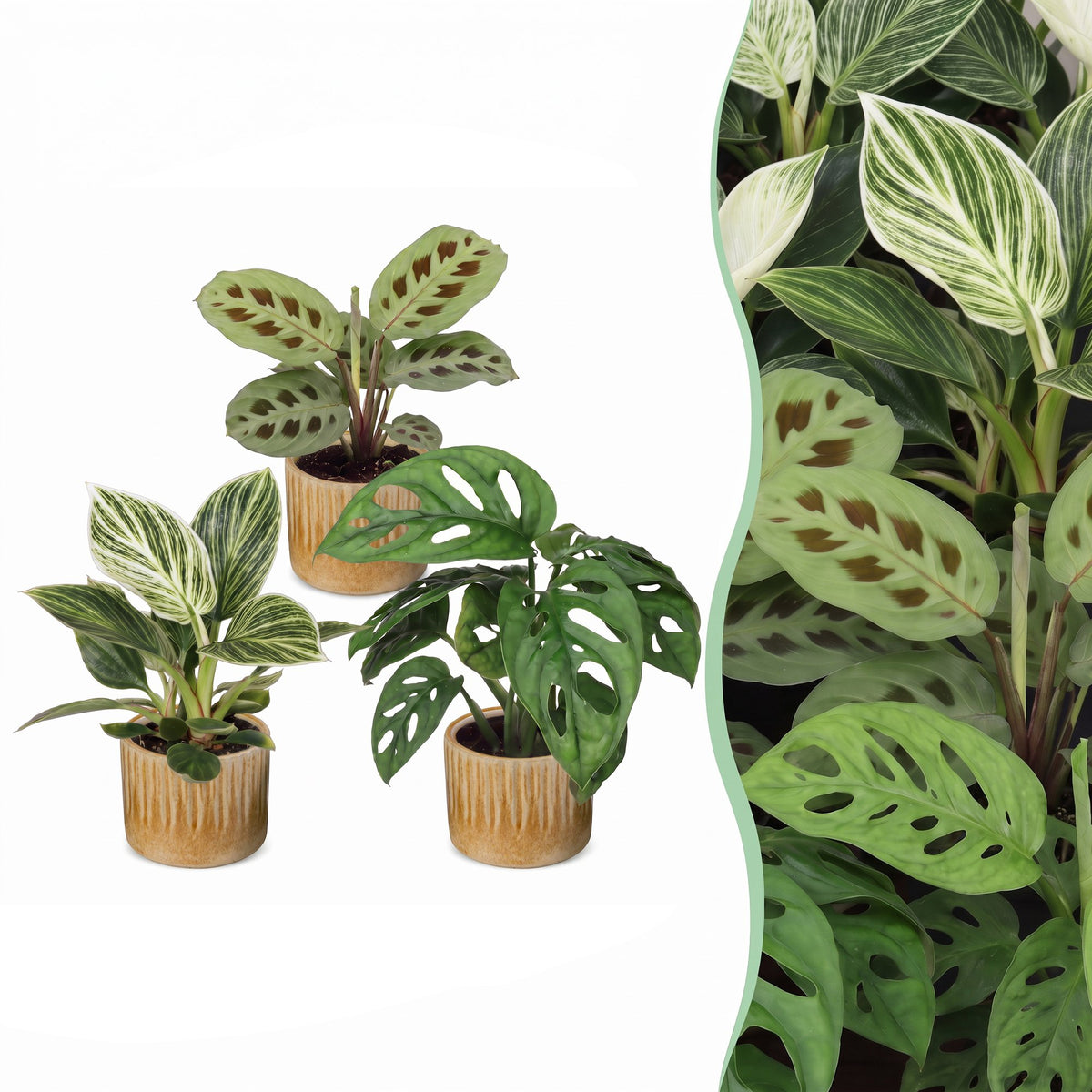 3x Baby Plants Surprise Box - Baby Plants Surprise Box - Various colours - Tropical - incl. Linnea Honey - Ø6cm - ↕5-15cm