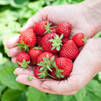 Green boutiQ - Plants fruitiers - Fraisier - Fragaria Elvira - Rustique - 6 plantes - Pot 9 cm - Fraise rouge
