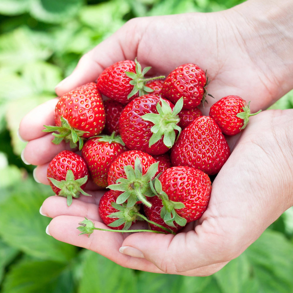 Green boutiQ - Plants fruitiers - Fraisier - Fragaria Elvira - Rustique - 6 plantes - Pot 9 cm - Fraise rouge