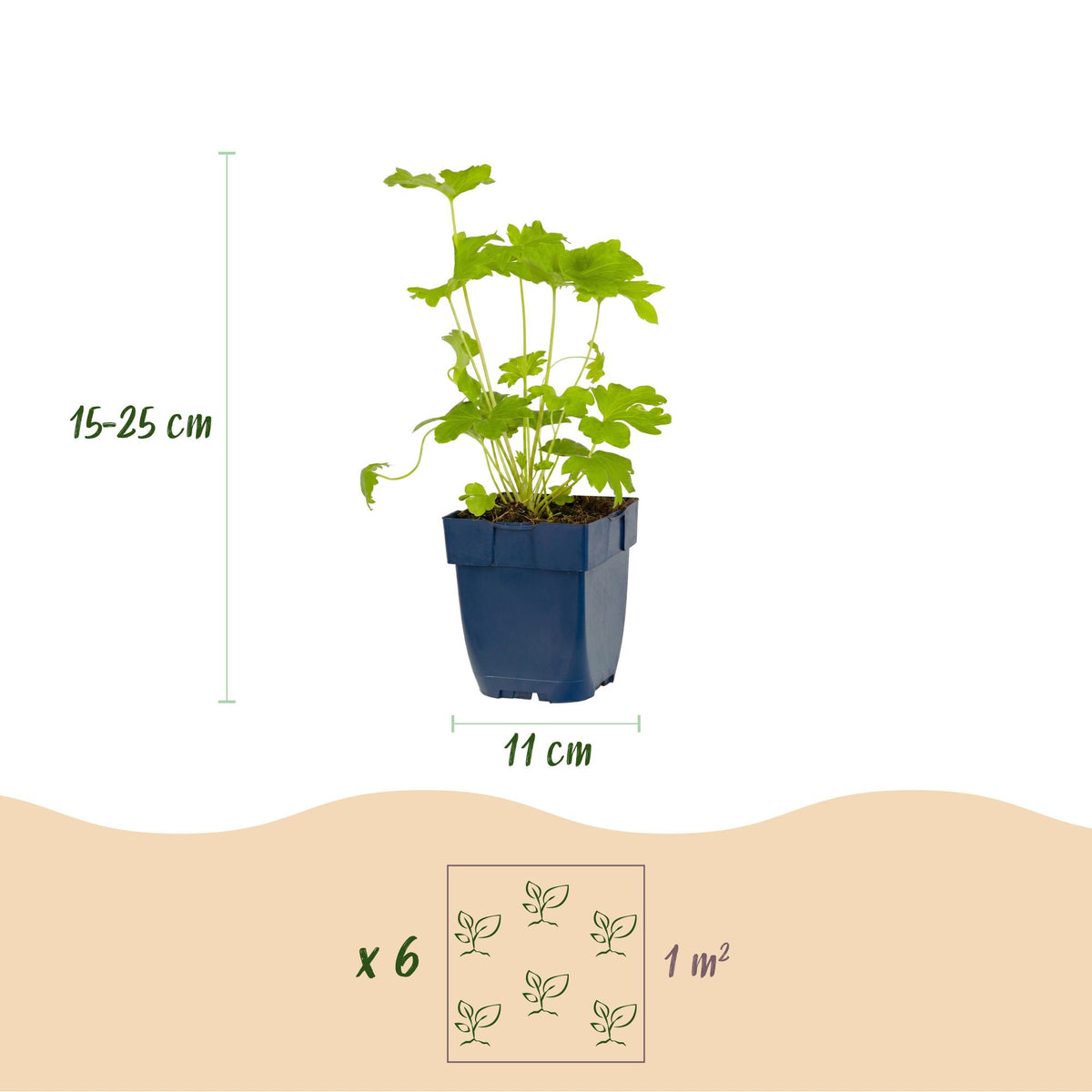 Green boutiQ - Plante vivace - Delphinium (P) Black Knight - Pied d'alouette - Attire les abeilles et les papillons - Violet - 12 plantes - Pot 11cm - Hauteur 15-25cm