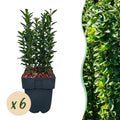 Green boutiQ - Haies - Euonymus japonica Green Spire - feuilles vertes - 6 plantes - 1 mètre linéaire - persistant - pot 17 cm hauteur 40 cm