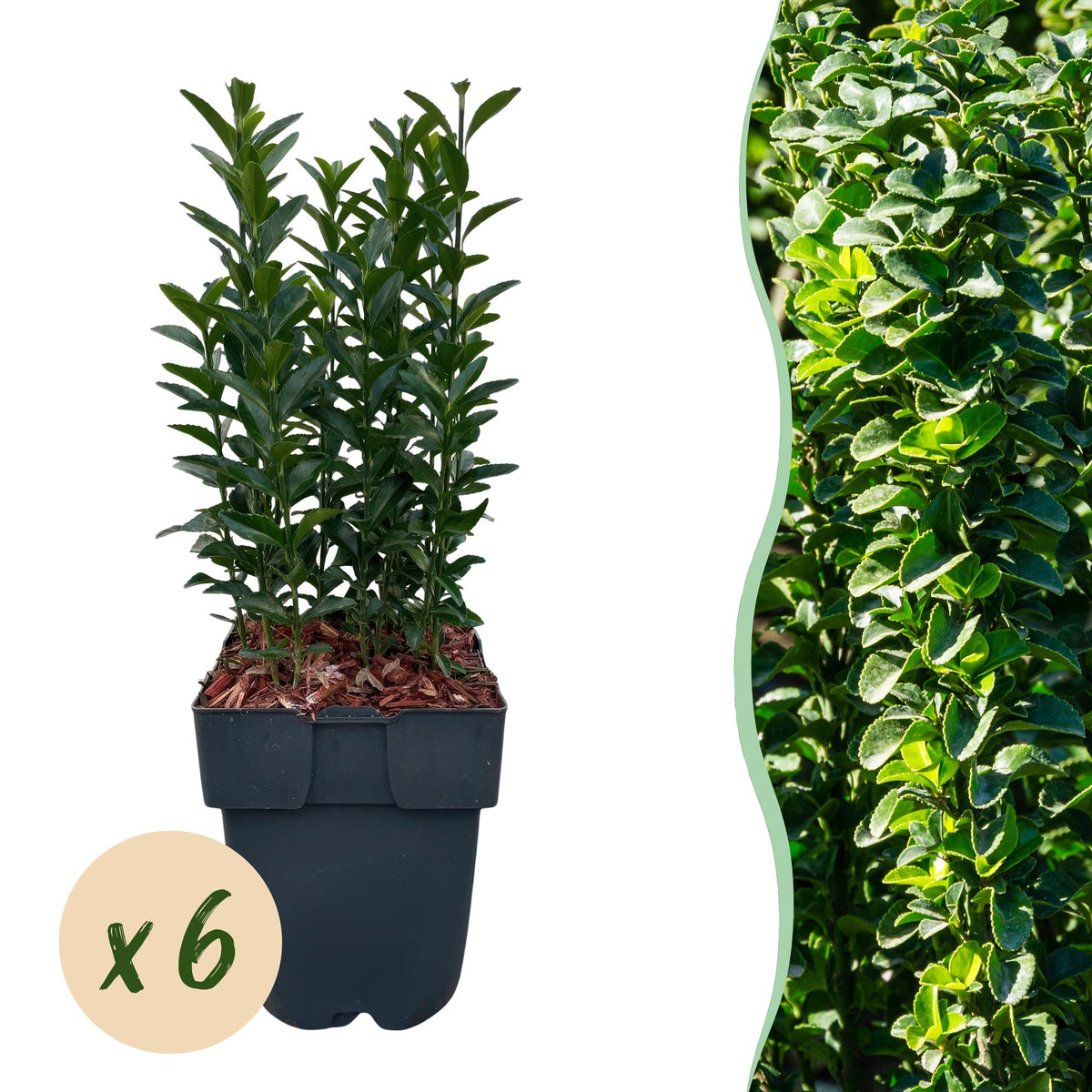 Green boutiQ - Haies - Euonymus japonica Green Spire - feuilles vertes - 6 plantes - 1 mètre linéaire - persistant - pot 17 cm hauteur 40 cm