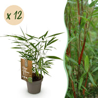 Green boutiQ - Bamboe - Fargesia Asian Wonder - Bladhoudend - Niet Woekerend - Groen - 12 Planten - Pot 14cm - Hoogte 35cm