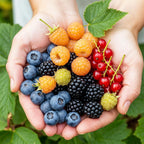 Green boutiQ - Obstpflanzen - Regenbogen - Rote Johannisbeere - Gelbe Himbeere - Schwarze Brombeere - Blaubeere - Winterhart - 4 Pflanzen - Topf 9cm